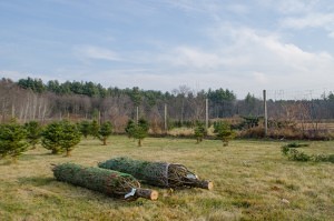 Trees are netted before being brought home at Greenwood Tree Farm (NewBostonPost, photo by Beth Treffeisen)