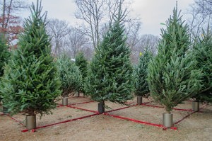 Precut Christmas trees are supported to stand up right to allow customers to feel like they are choosing a 