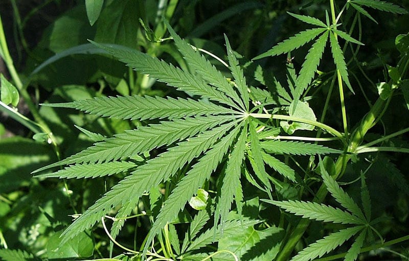 Mass. lawmakers take fact-finding pot-shop tour in Denver