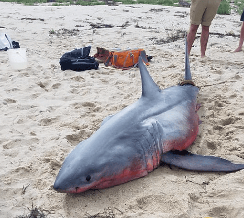Sharks or People?