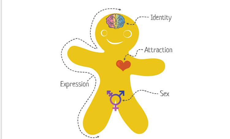 Mansfield High School Using Genderbread Person To Teach There Are Infinite Genders