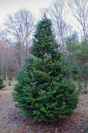 Town Christmas Tree Making Last Stand