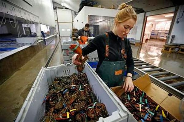 US lobster exports to Europe are down for Christmas season
