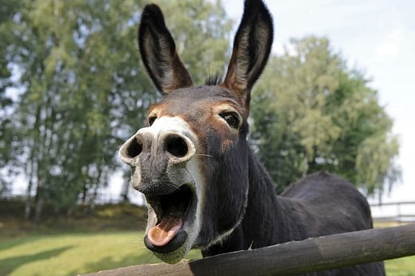 New Hampshire Democrat Wins State Representative Special Election