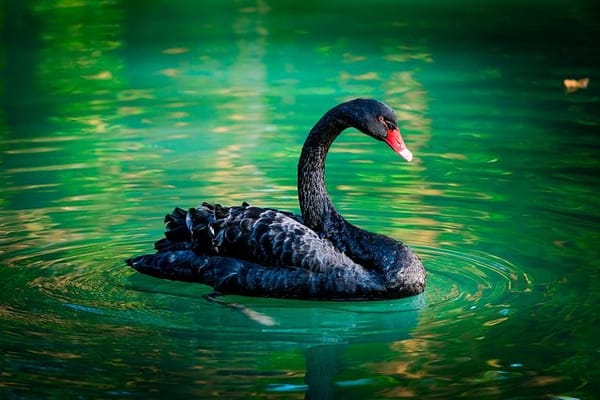The COVID-19 Pandemic:  A Classic Example of a Black Swan