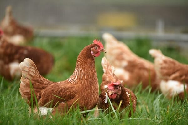 Highly Pathogenic Avian Influenza Detected In Massachusetts