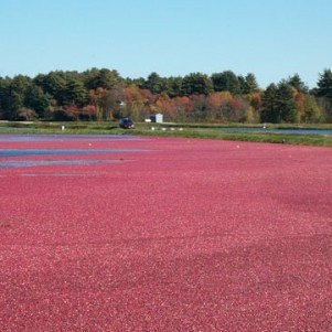 Massachusetts Cranberry Growers Forecast ‘Solid’ Harvest, Nearly 2 Million Barrels Expected