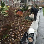 Volunteers help spruce up a Boston garden. (Photo courtesy of Rose Kennedy Greenway)
