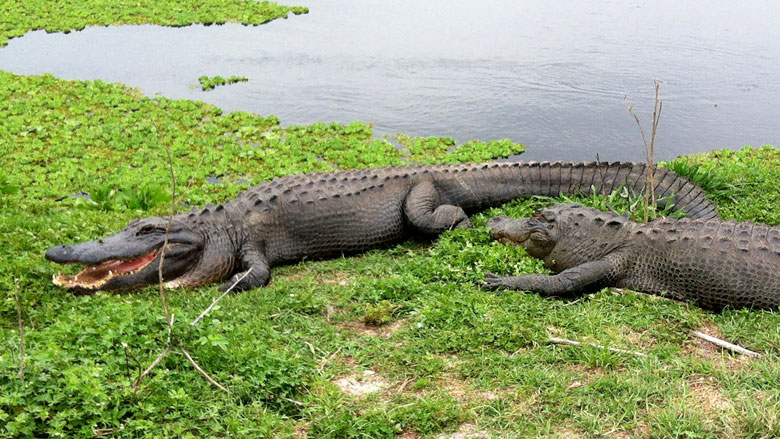 alligator disney