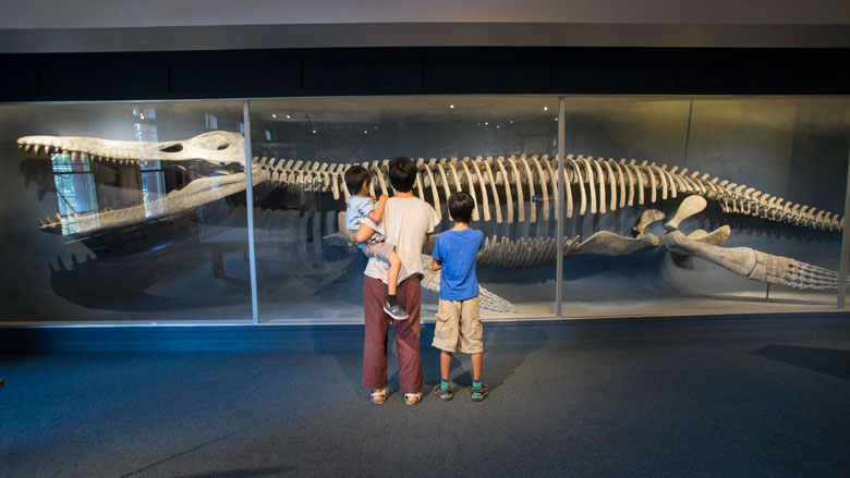 harvard museum of natural history