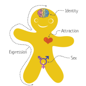 Mansfield High School Using Genderbread Person To Teach There Are Infinite Genders