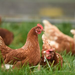 Egged On By Grocery Prices, Cities Welcome Backyard Chickens