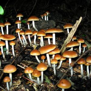 Provincetown Effectively Decriminalizes Mushrooms