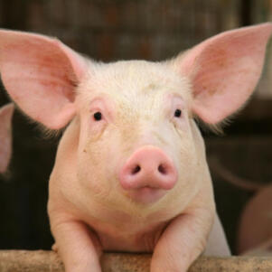New Massachusetts Pork Animal Welfare Regulations Take Effect This Month