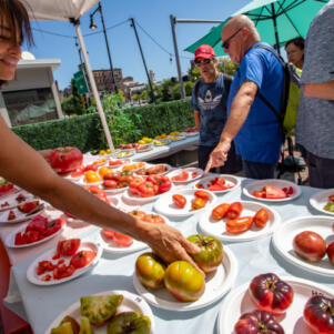 Massachusetts Tomato Growers Overcome Season’s Challenges
