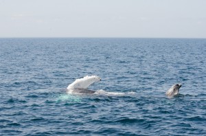 whalewatching-11     