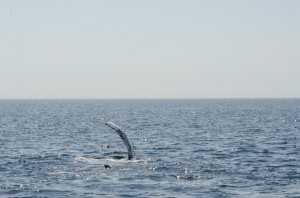 whalewatching-13     