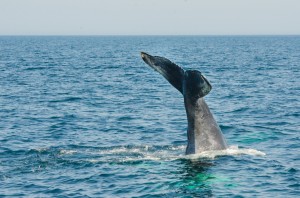 whalewatching-16     
