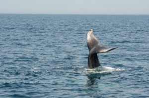 whalewatching-17     