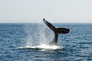 whalewatching-19     