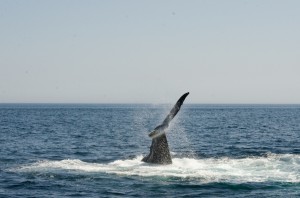 whalewatching-20     