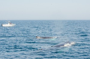 whalewatching-7     
